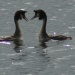 Animals+mating+human